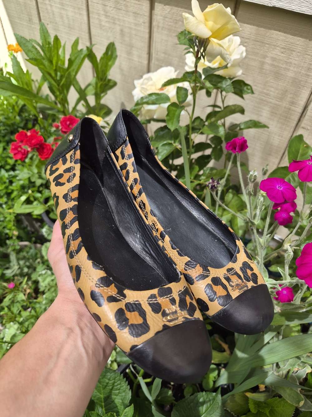 Coach Leopard Print Cap-Toe Ballet Flats in Tan/Black